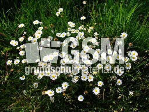 Gänseblümchen 001.JPG